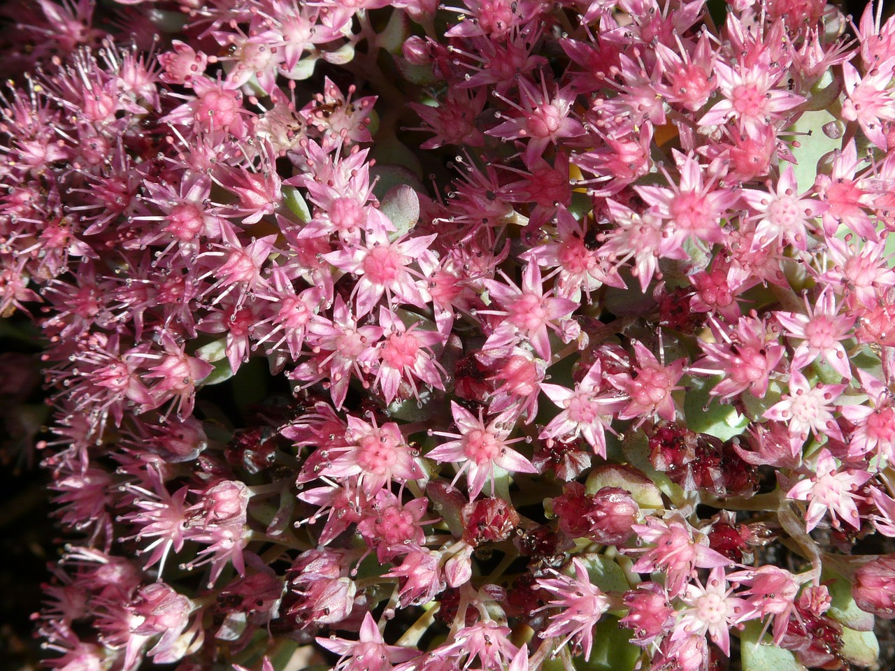 siebold stonecrop flower blossom free photo