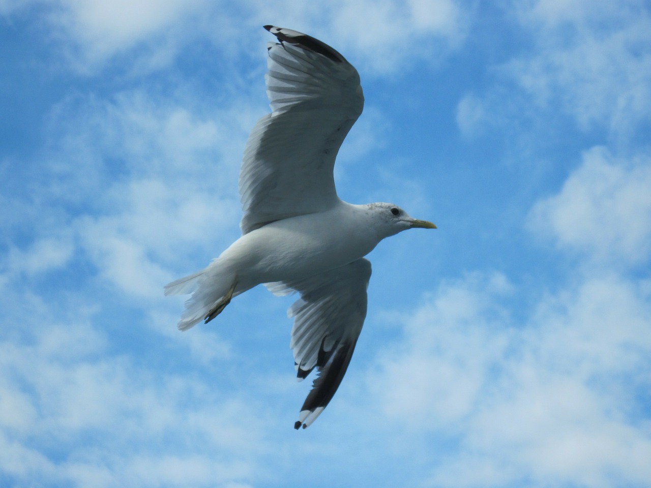 siegel ocean seagull free photo