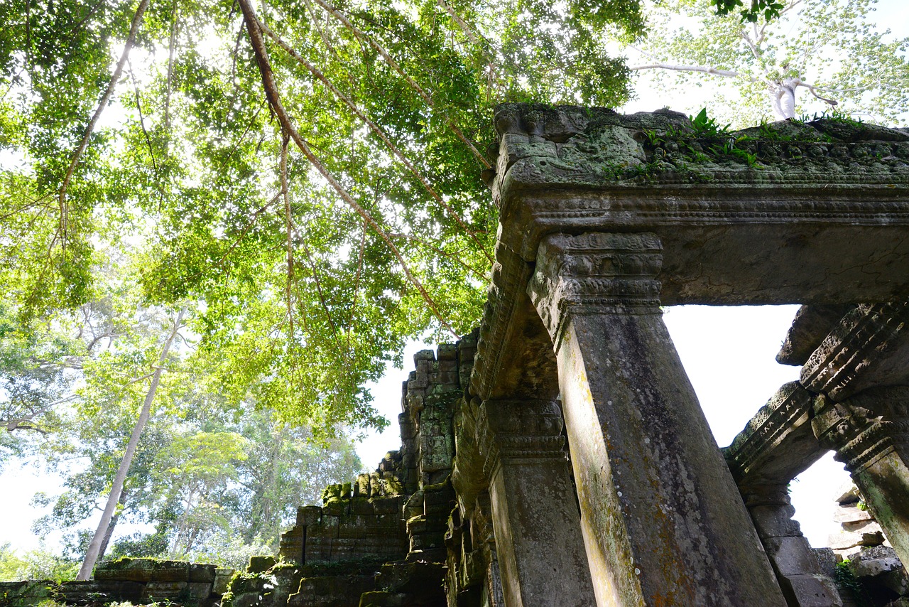 siem reap temple the leaves free photo
