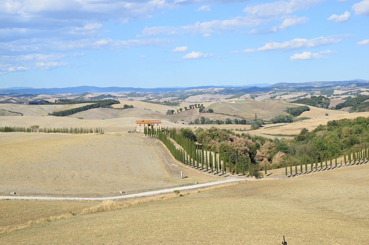 siena cypress trees viale free photo