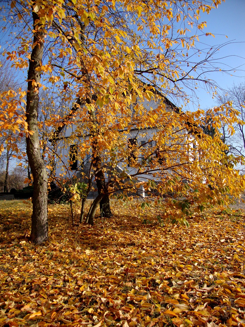 sierpc poland tree free photo