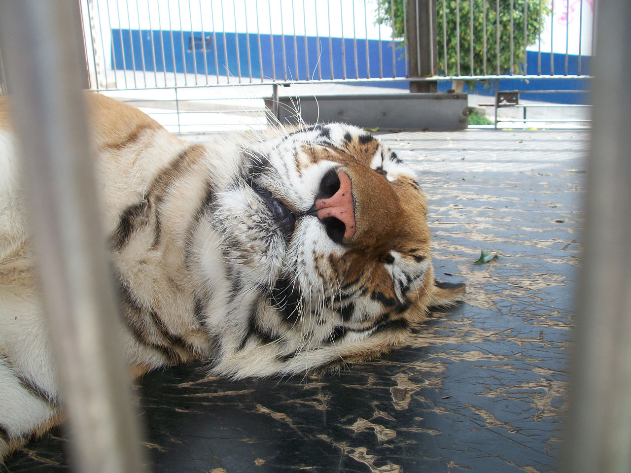 tiger cage animal free photo