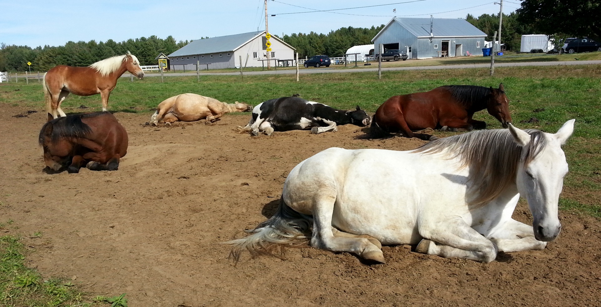 horse horses outdoor free photo