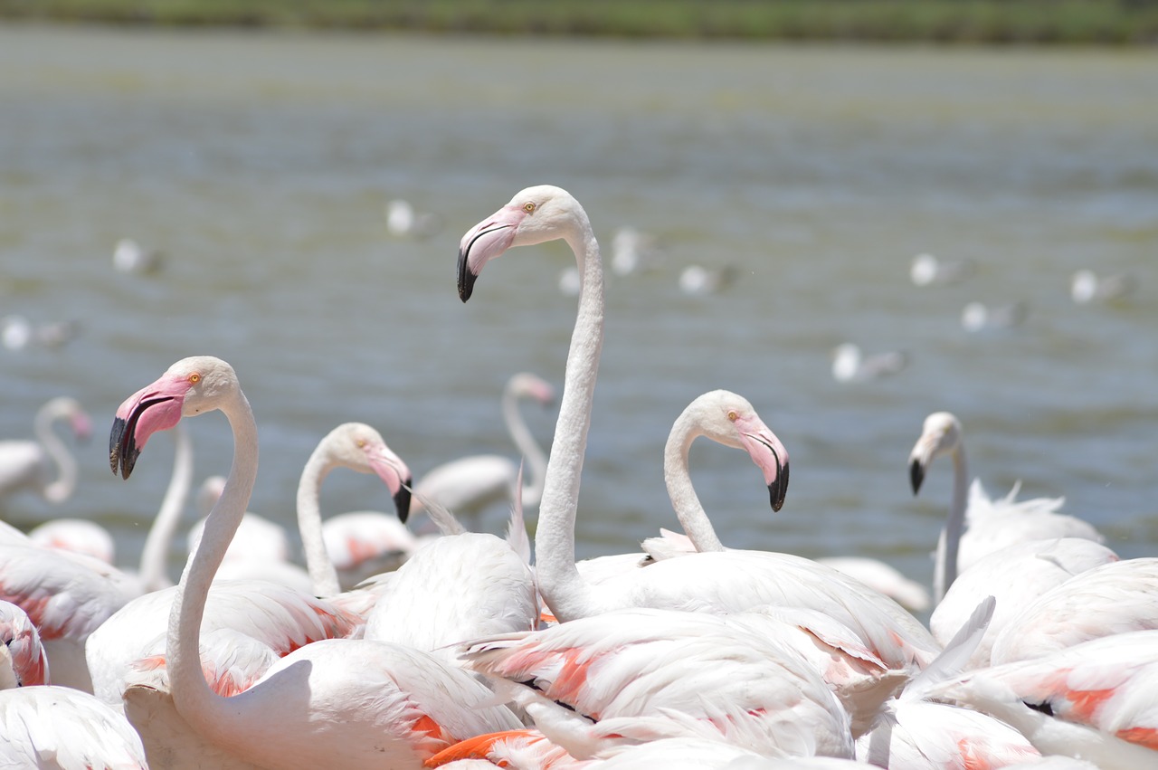 sigean flamingo migration free photo