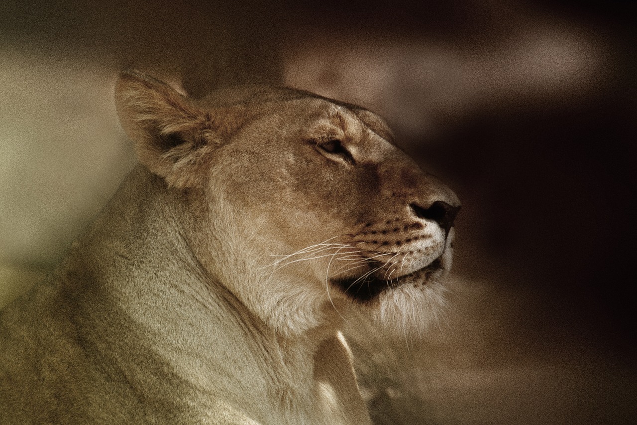 sigean  leon  animals free photo