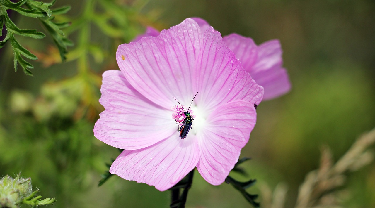 sigmar wurz mallow insect free photo