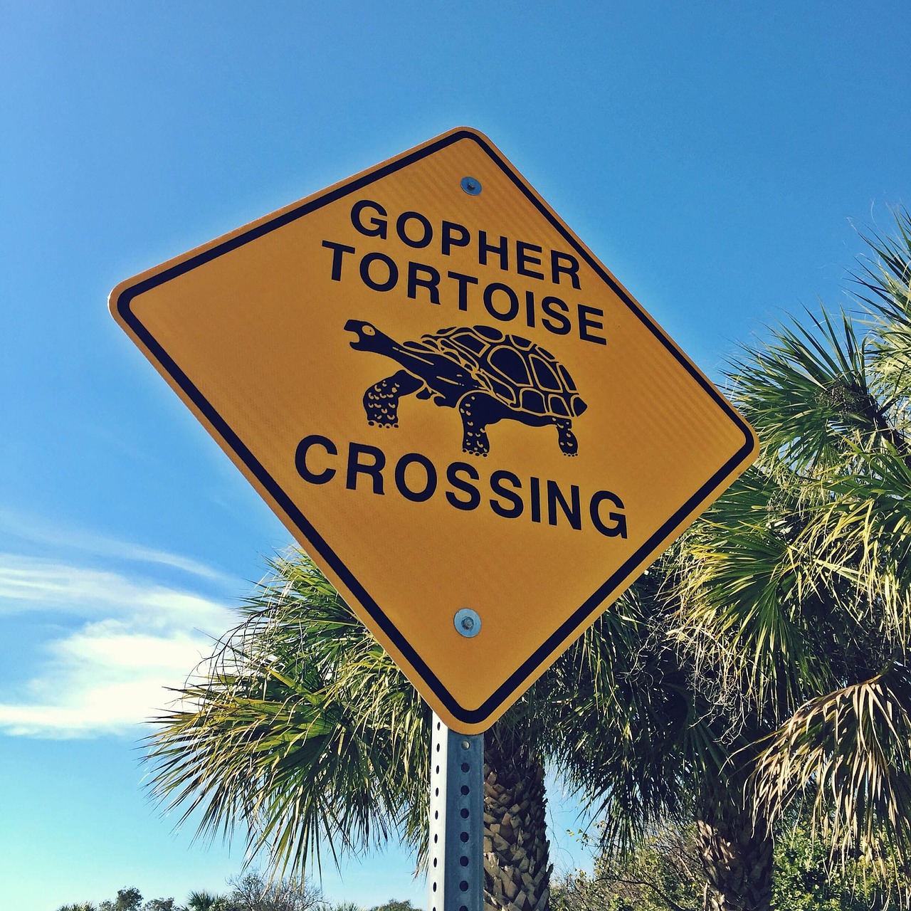 sign tortoise crossing free photo