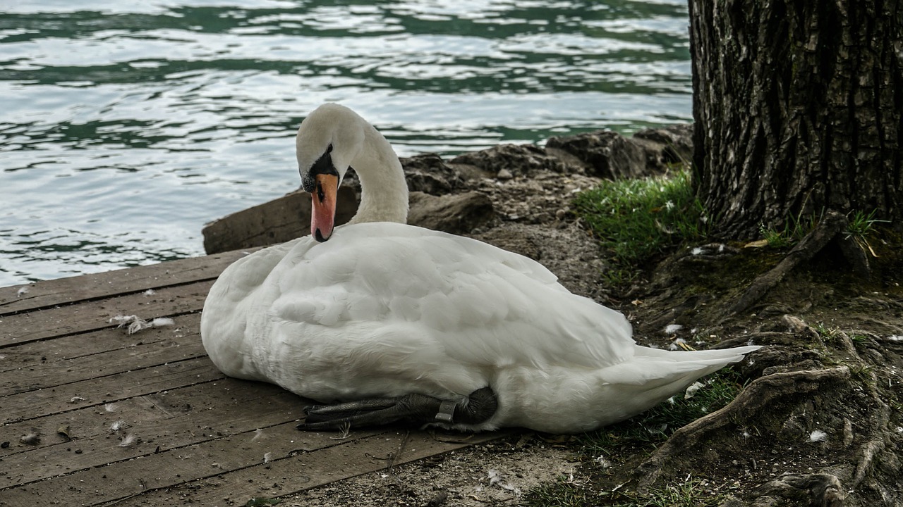 sign animal lake free photo