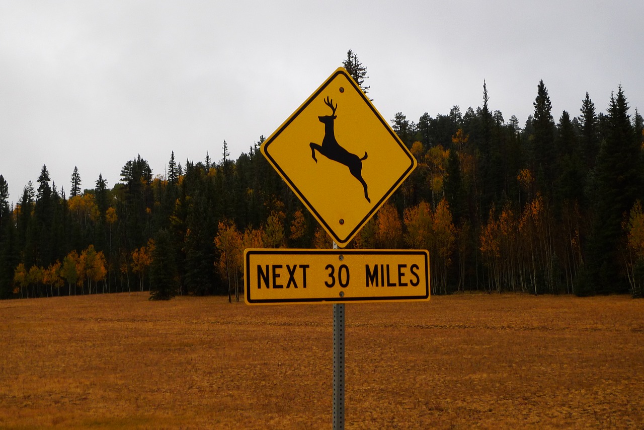 sign road jumping deer free photo
