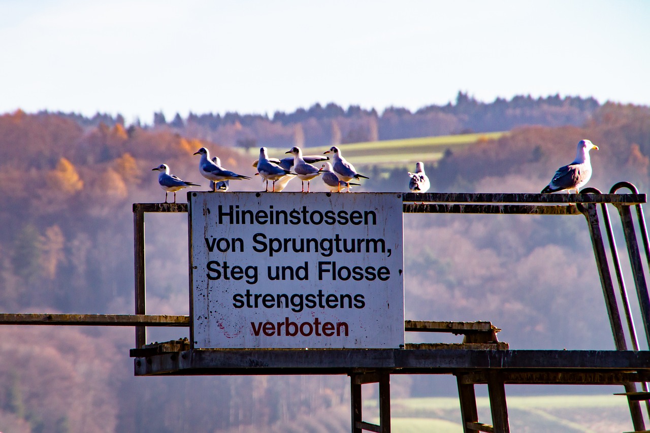 sign sprungturm gulls free photo