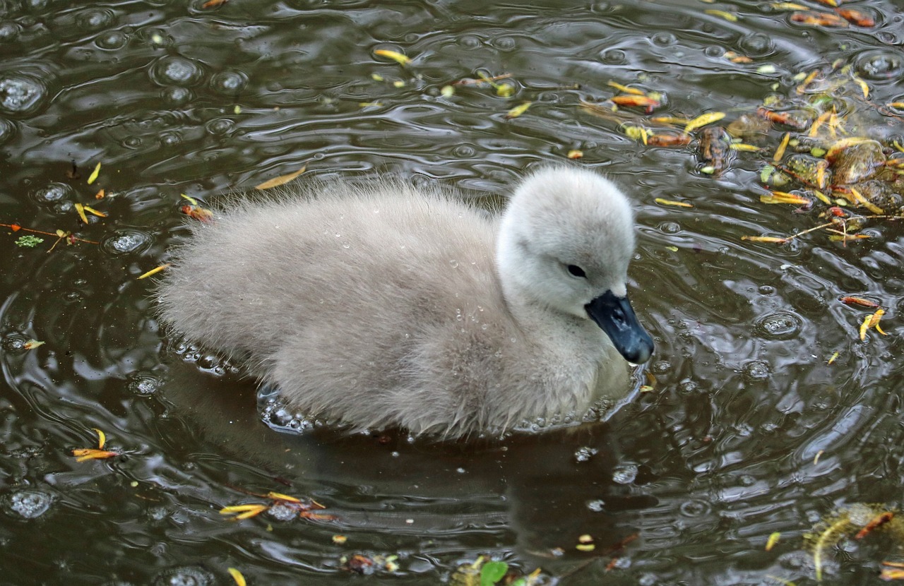 signet baby swan water free photo