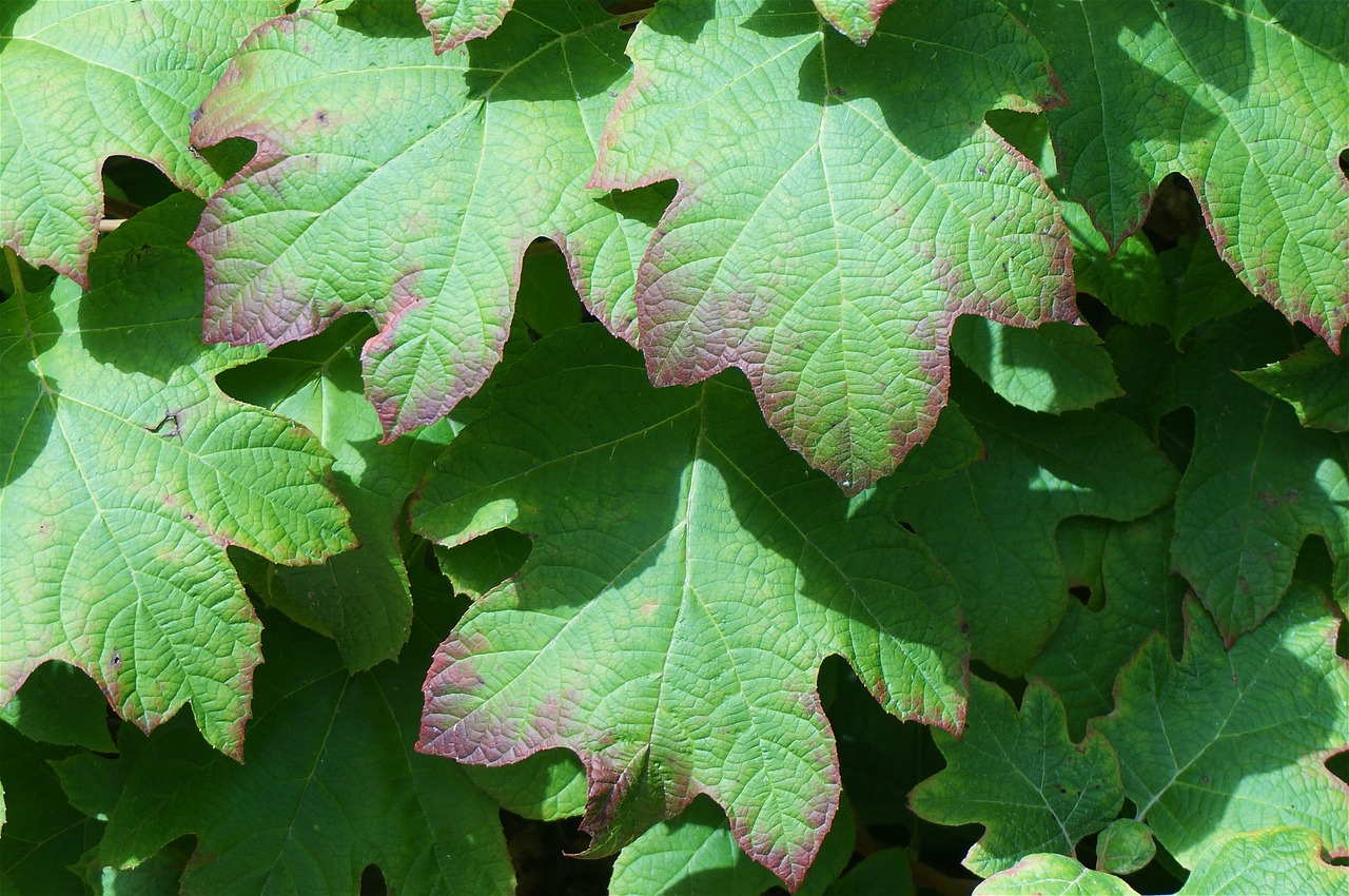 signs of coming fall hydrangea leaves hydrangea free photo