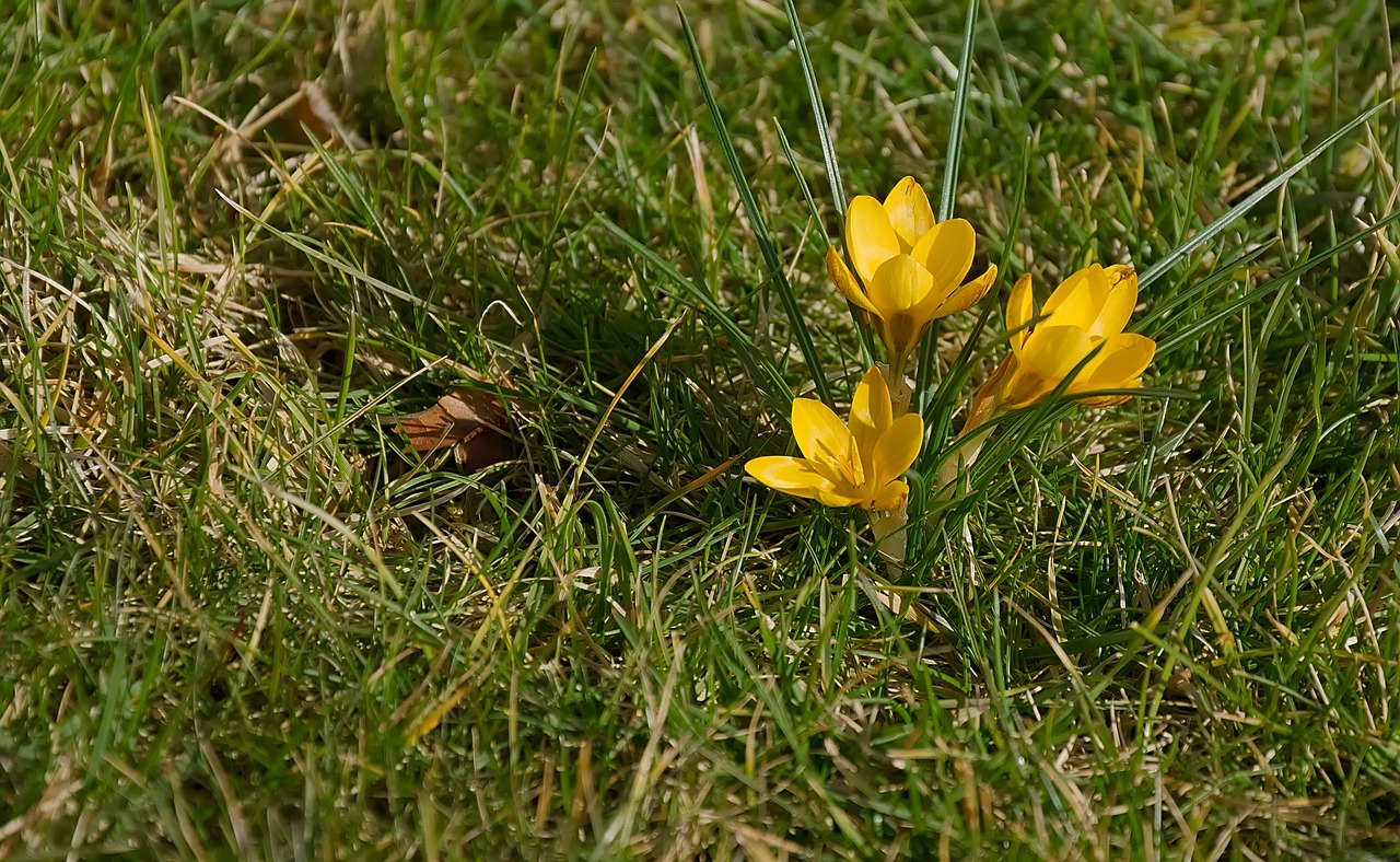 signs of spring  crocus  yellow free photo