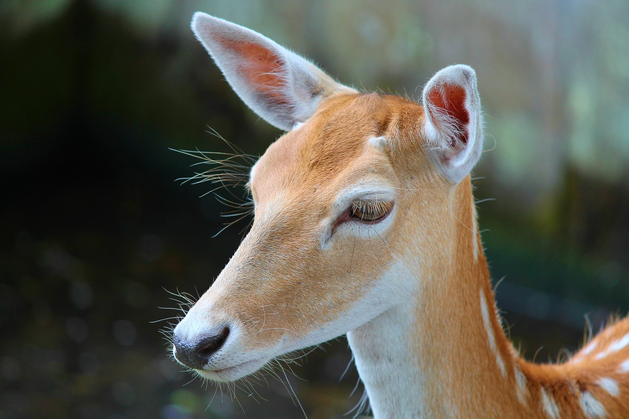 sika hirsch sika deer free photo