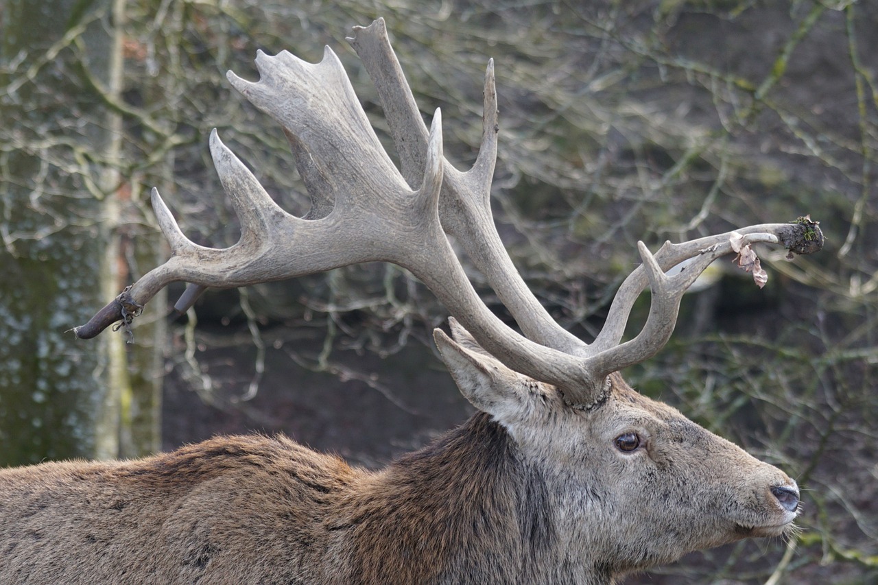 sika deer horned antler free photo