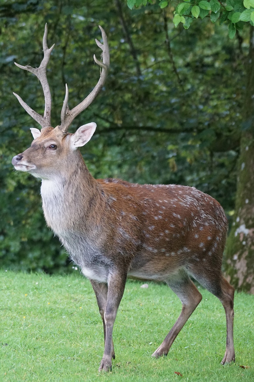 sika deer hirsch platzhirsch free photo