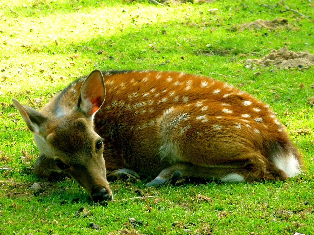 Sika deer,hirsch,fawn,mammal,animal - free image from