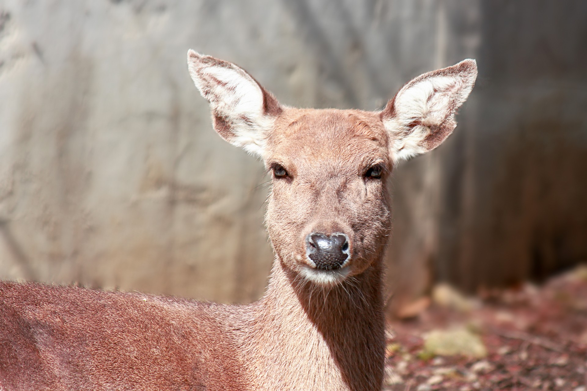 sika deer sika deer free photo