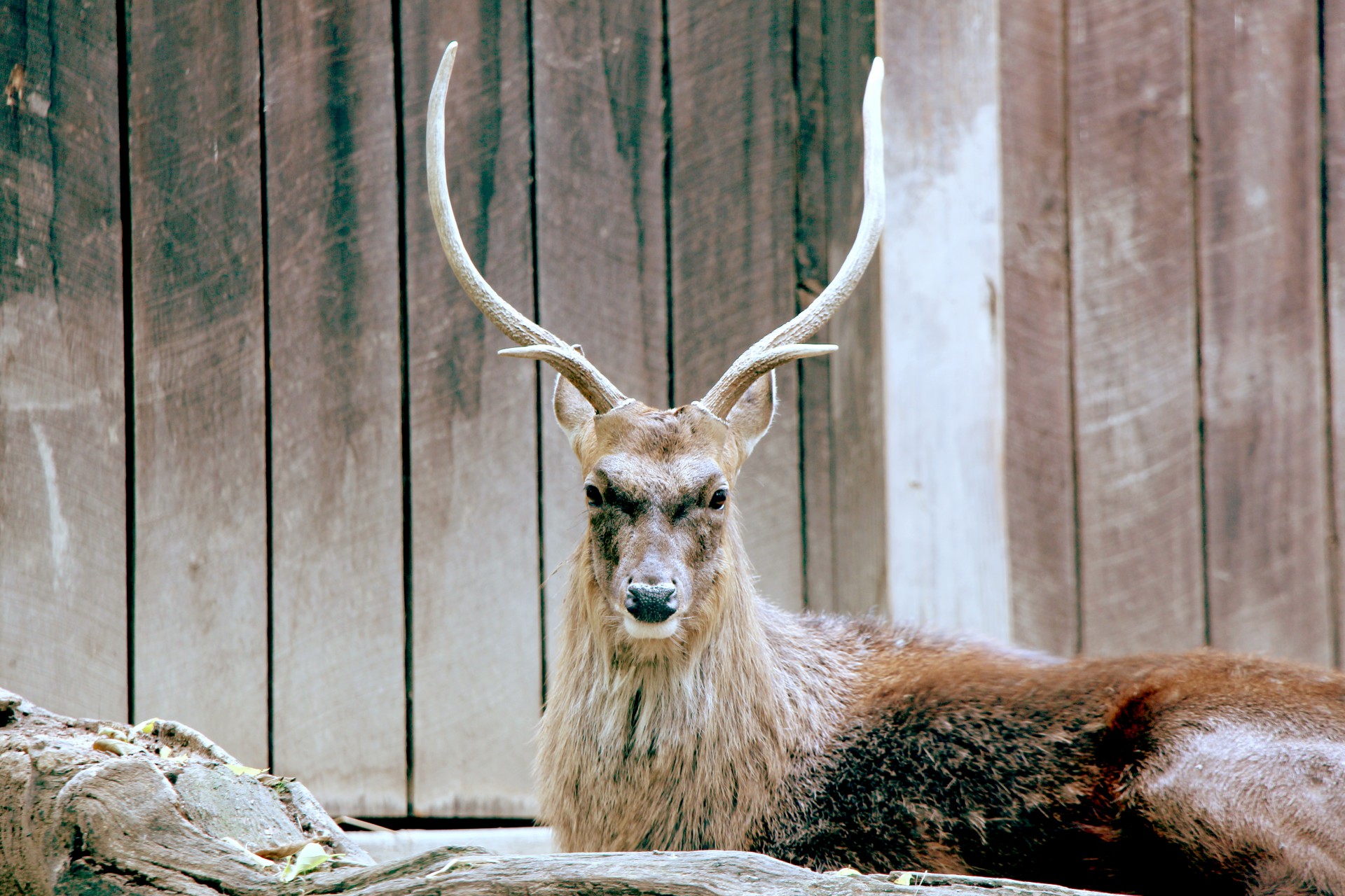 deer japanese deer sika free photo