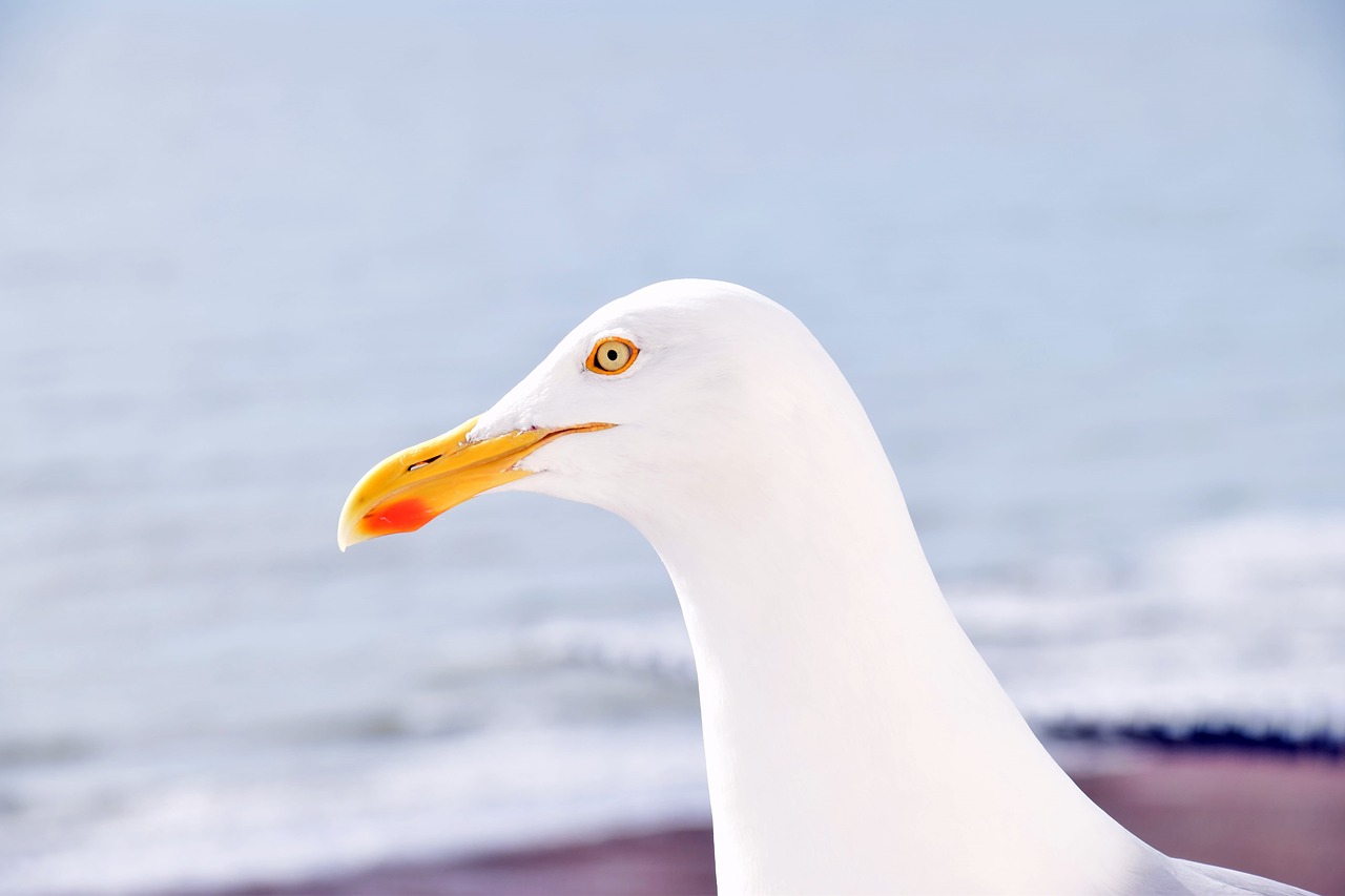 silbermöwe beach animals free photo