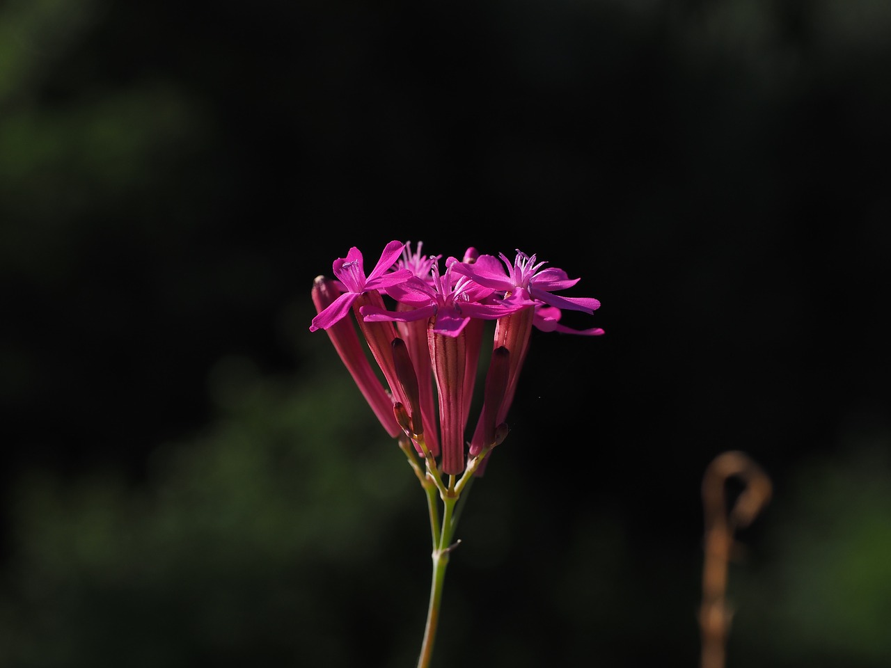 silene armeria blossom bloom free photo