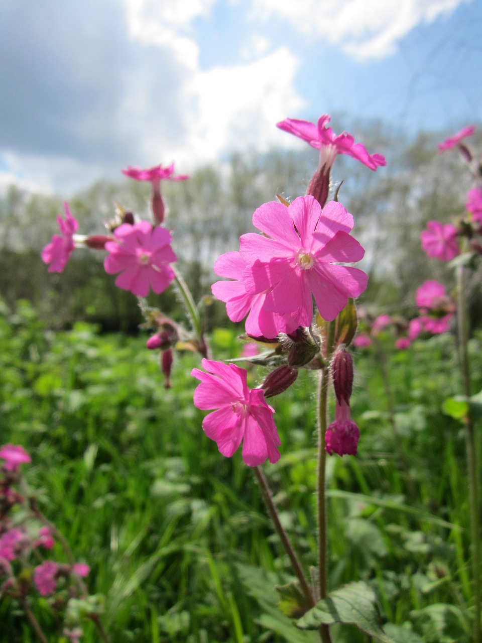 silene dioica red campion wildflower free photo