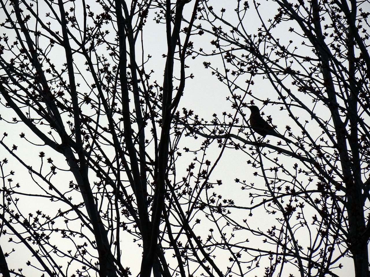 silhouette bird tree free photo