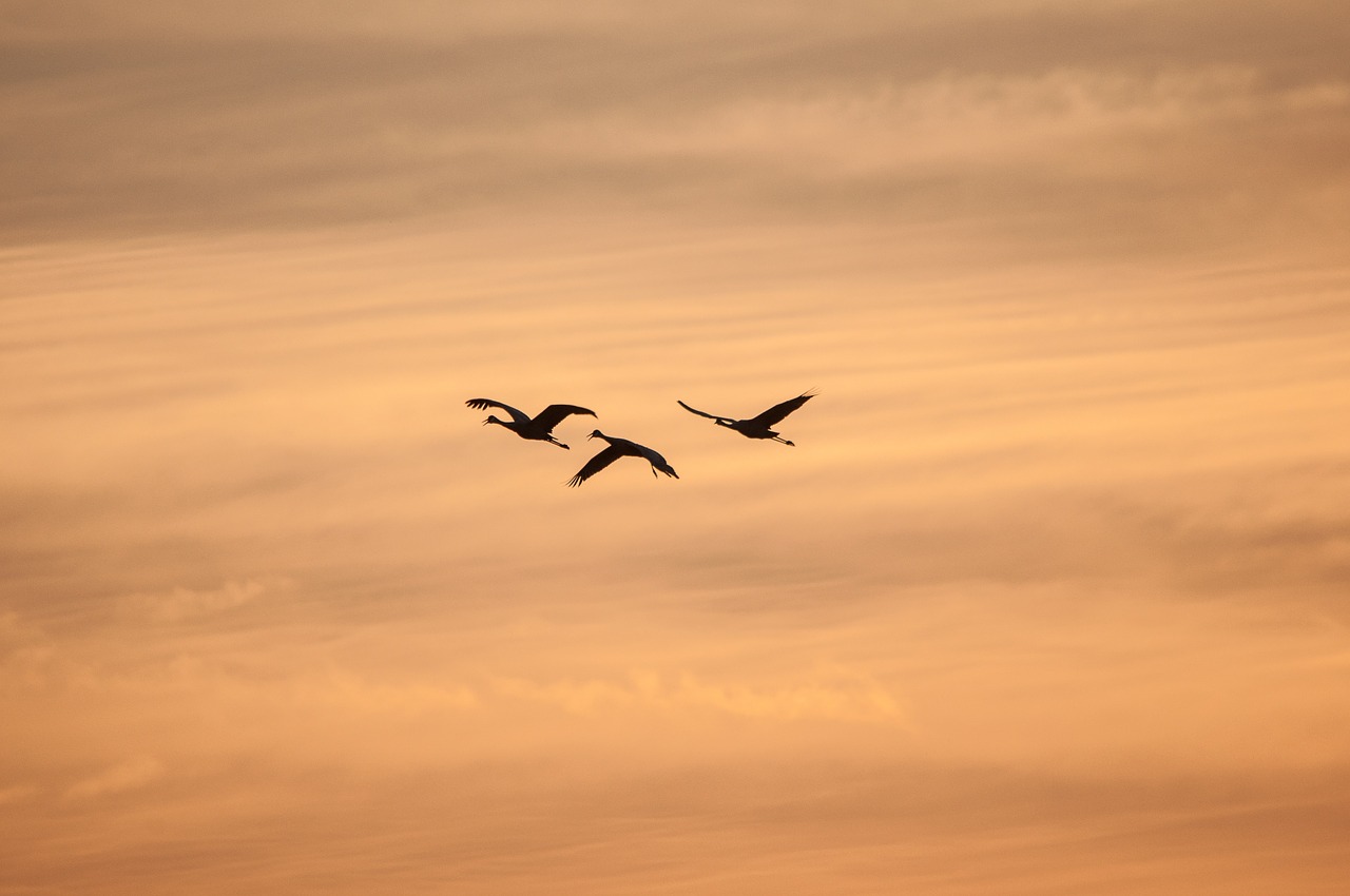 silhouette crane flying birds free photo