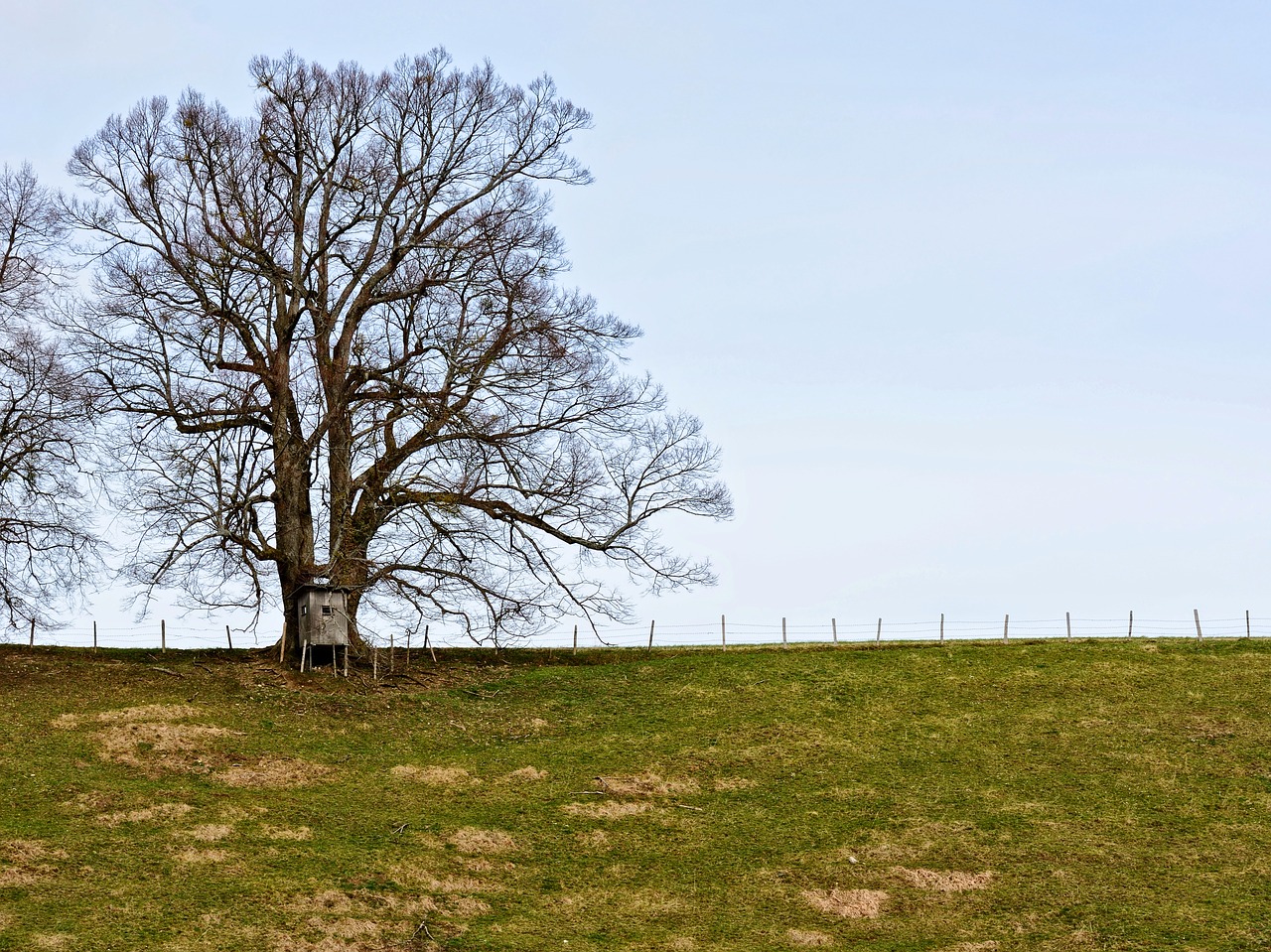 silhouette tree meadow free photo