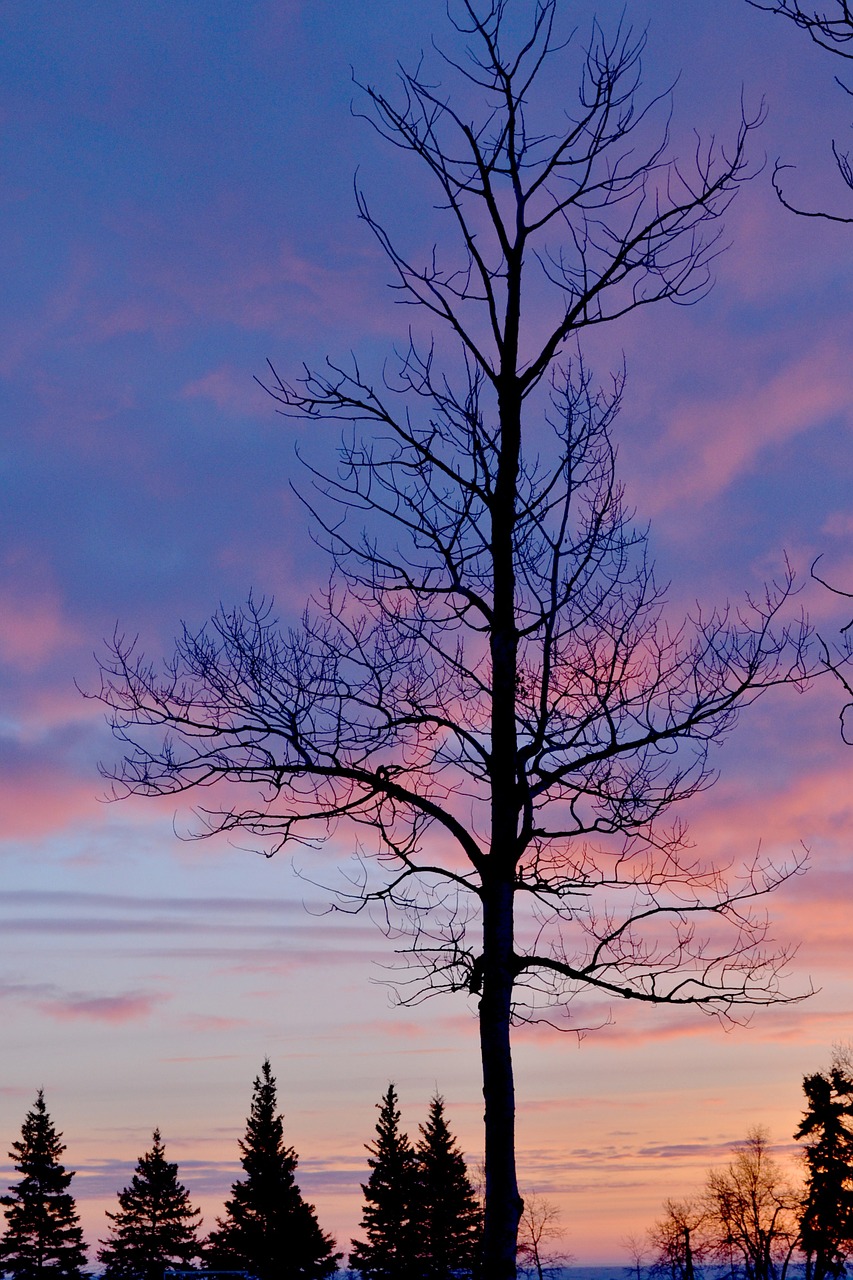 tree silhouette dawn free photo