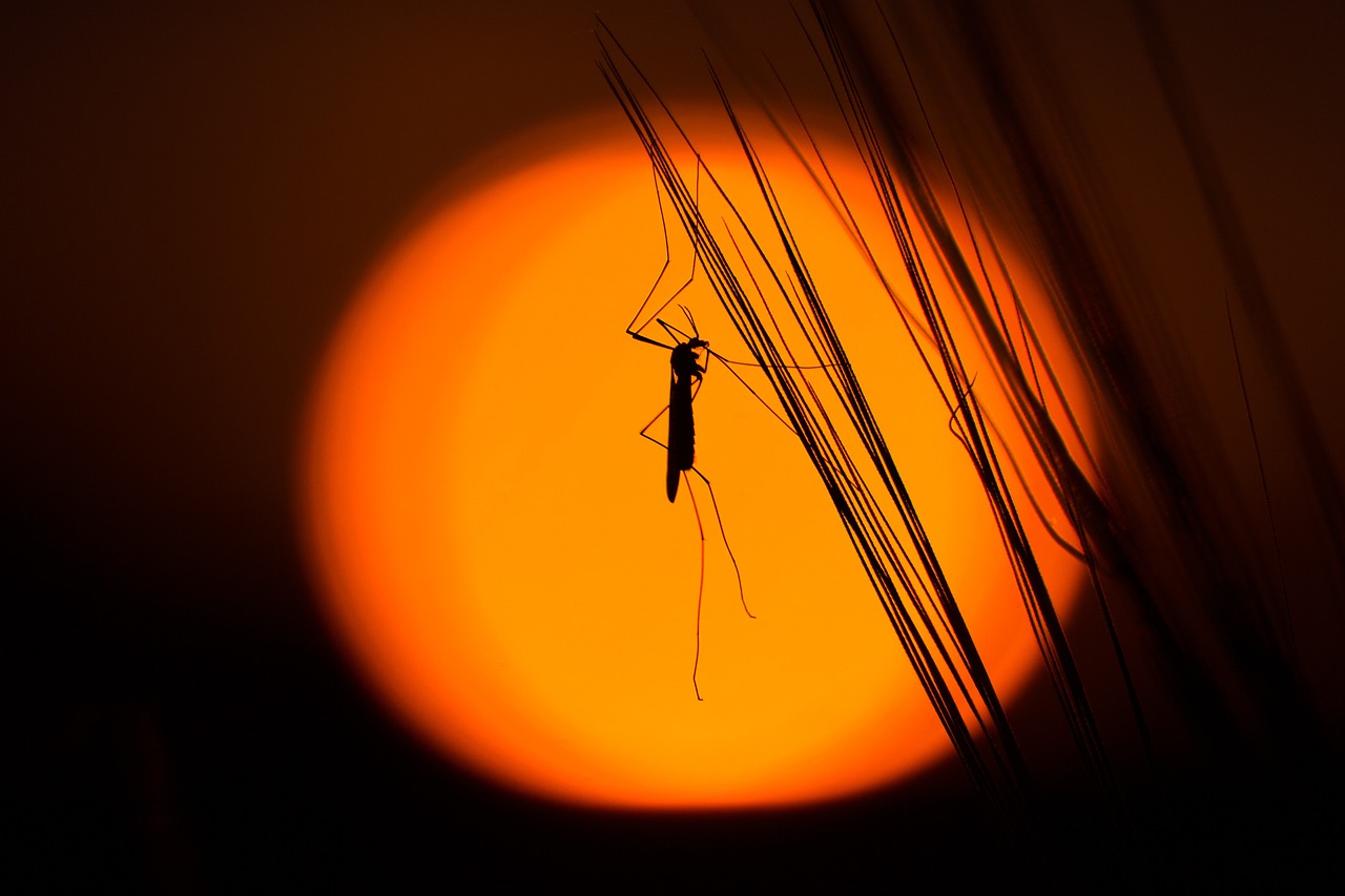 silhouette insect grasshopper free photo