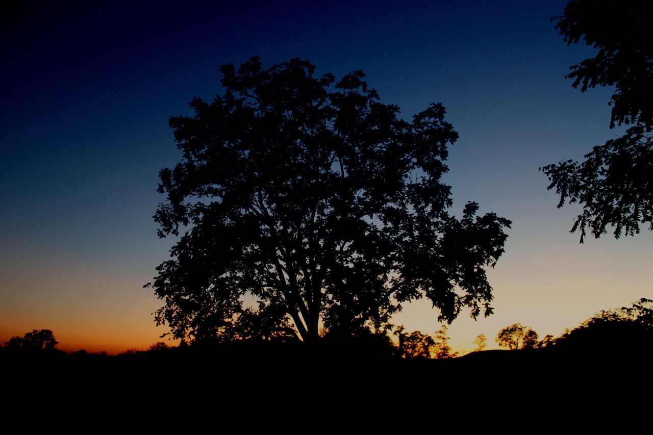 silhouette tree sunset free photo