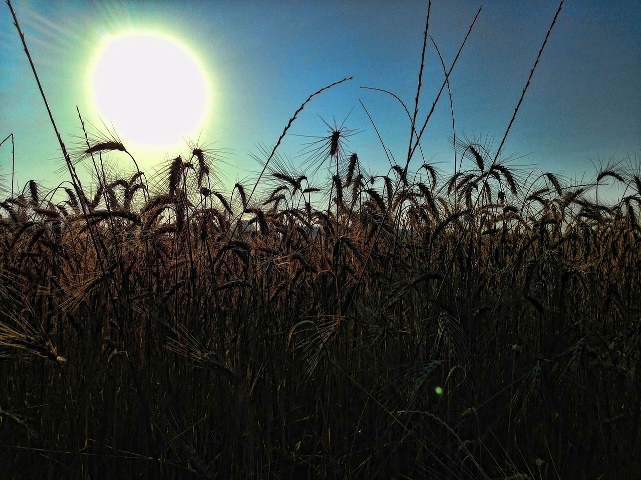 silhouette wheat field free photo