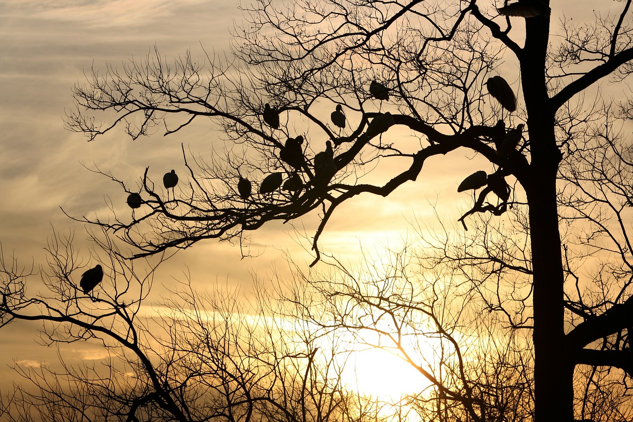 silhouette tree birds free photo