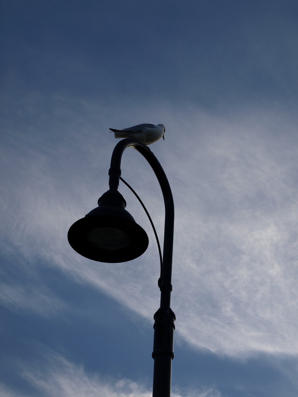 silhouette bird lamp free photo