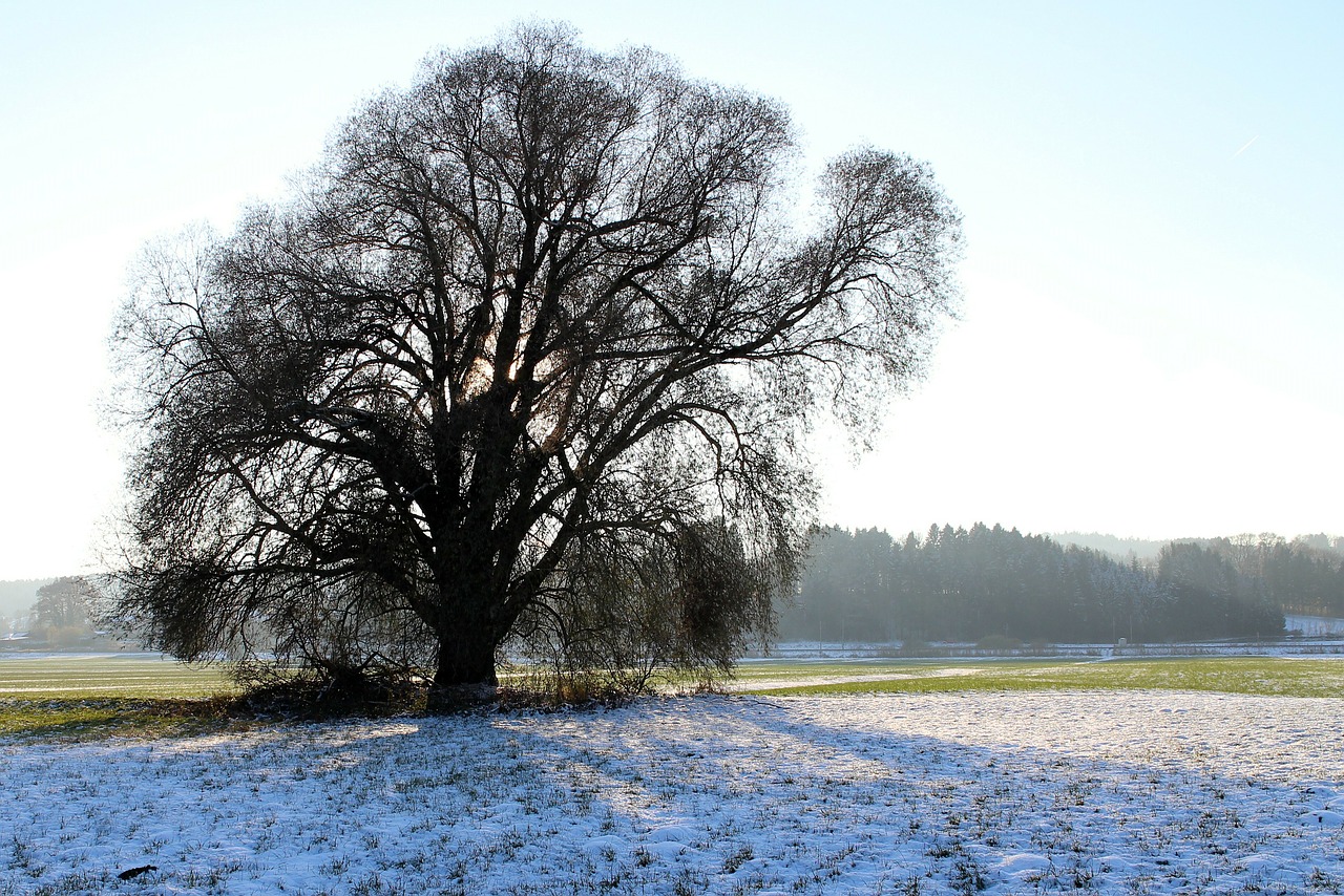 silhouette tree winter free photo
