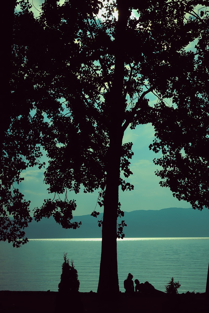 silhouette nature summer free photo