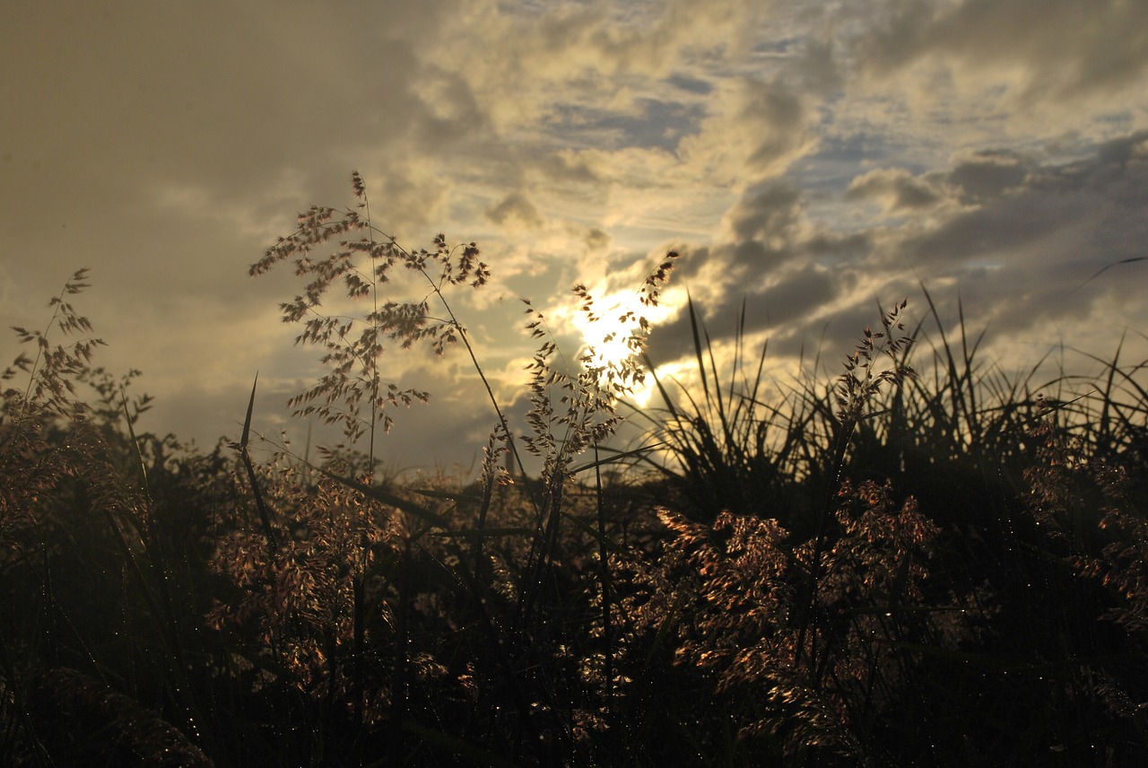 silhouette nature grass free photo