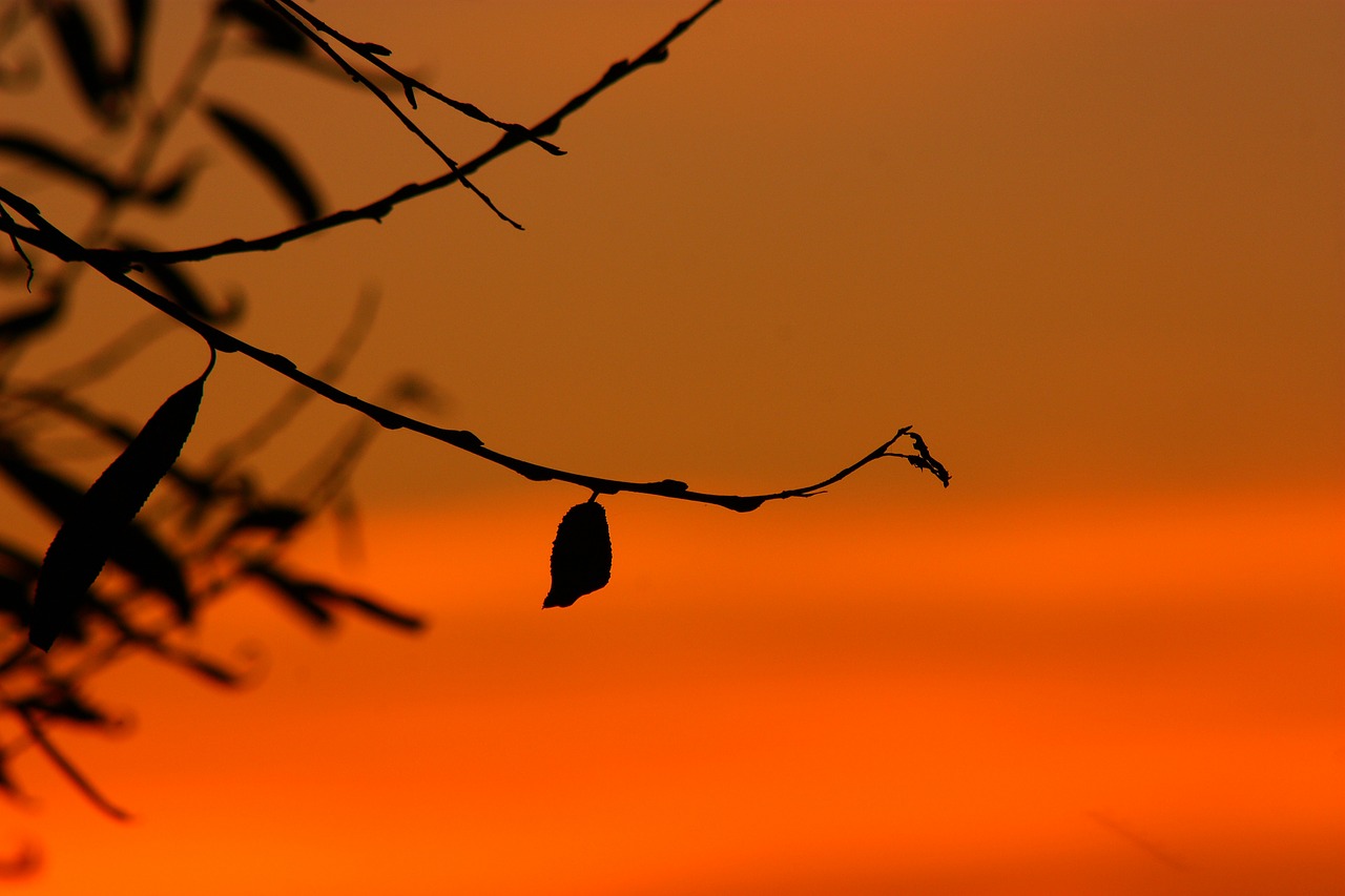 silhouette lights sunrise free photo