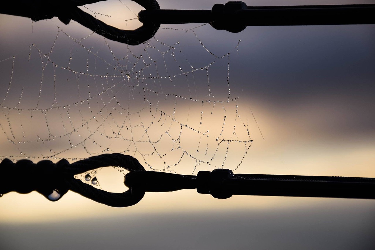 silhouette spiderweb dew free photo