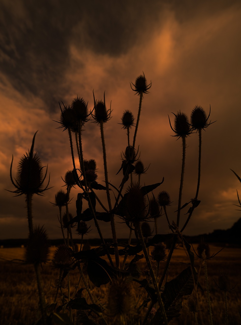 silhouette nature thistle free photo