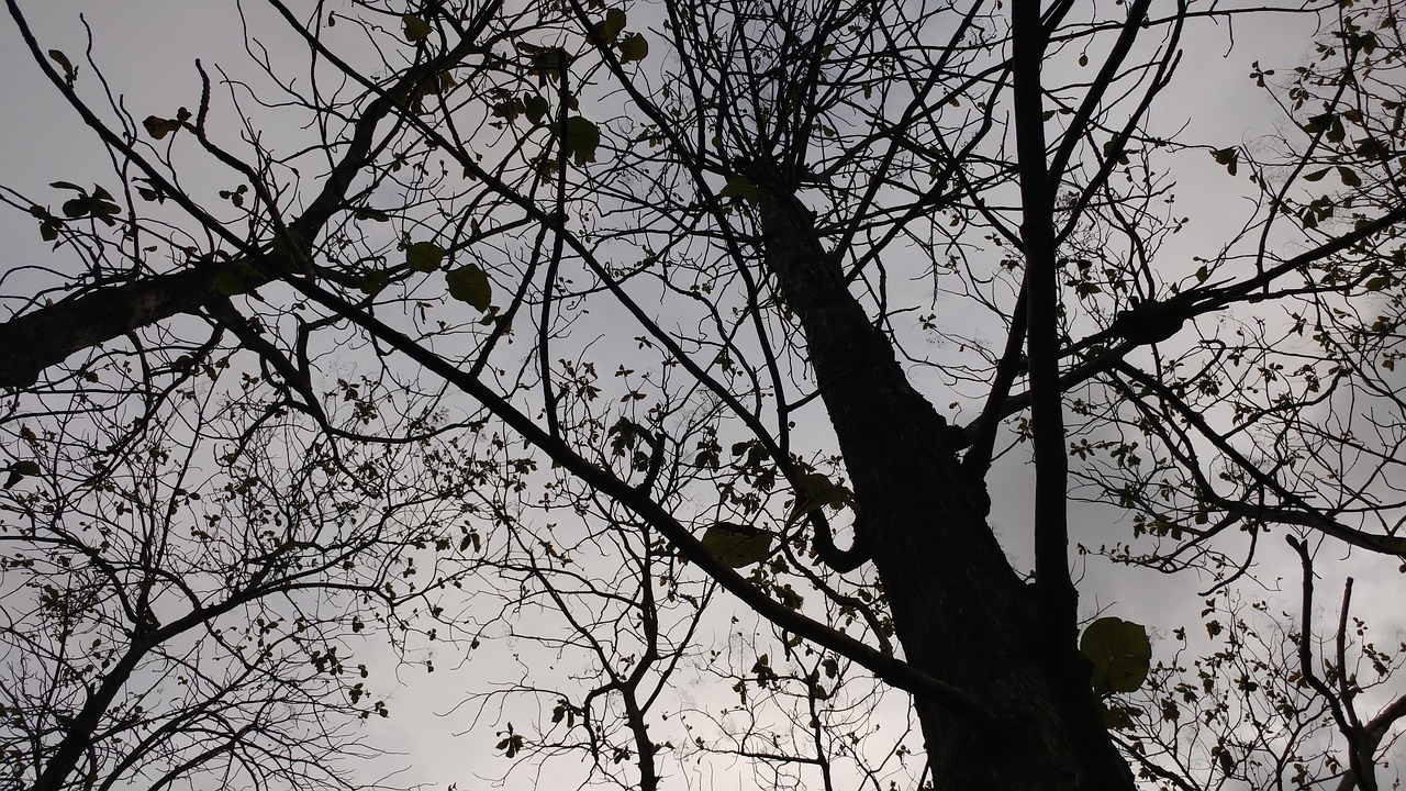 silhouette trees ecology free photo