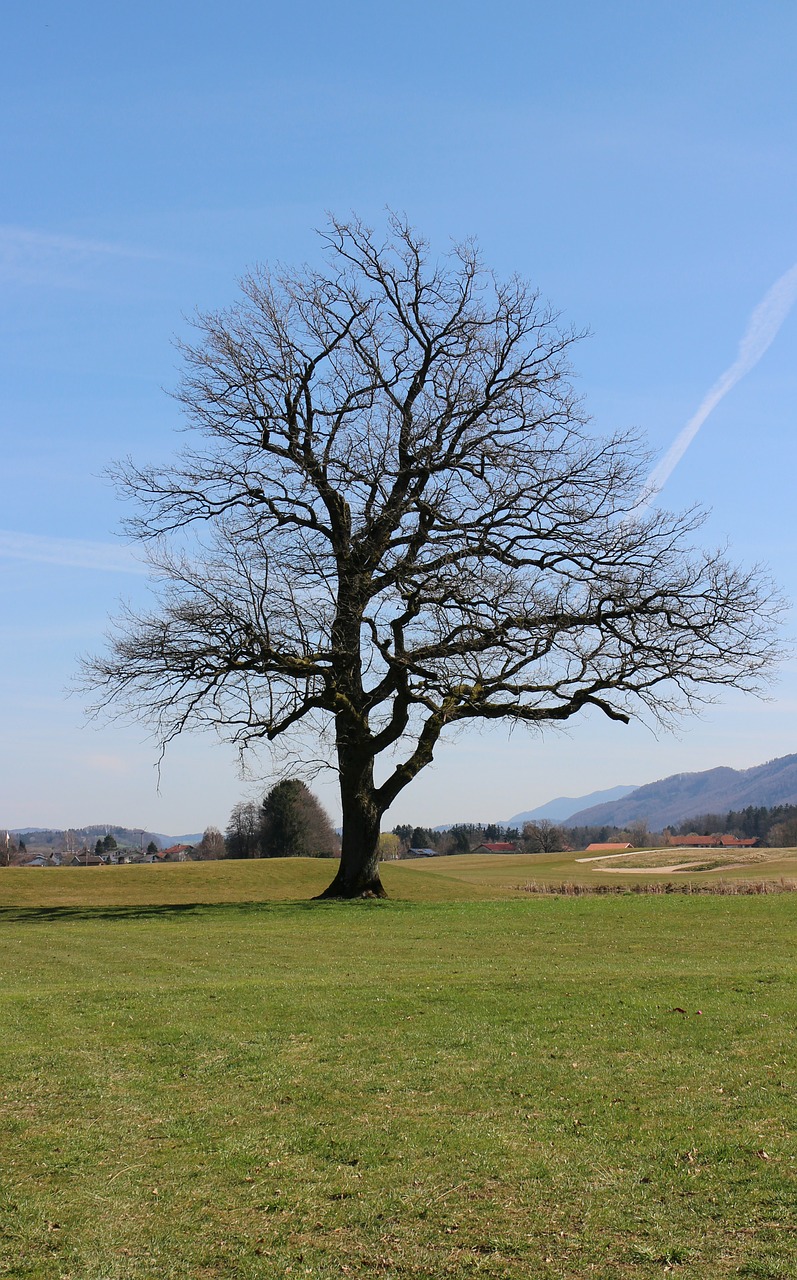 silhouette tree single free photo