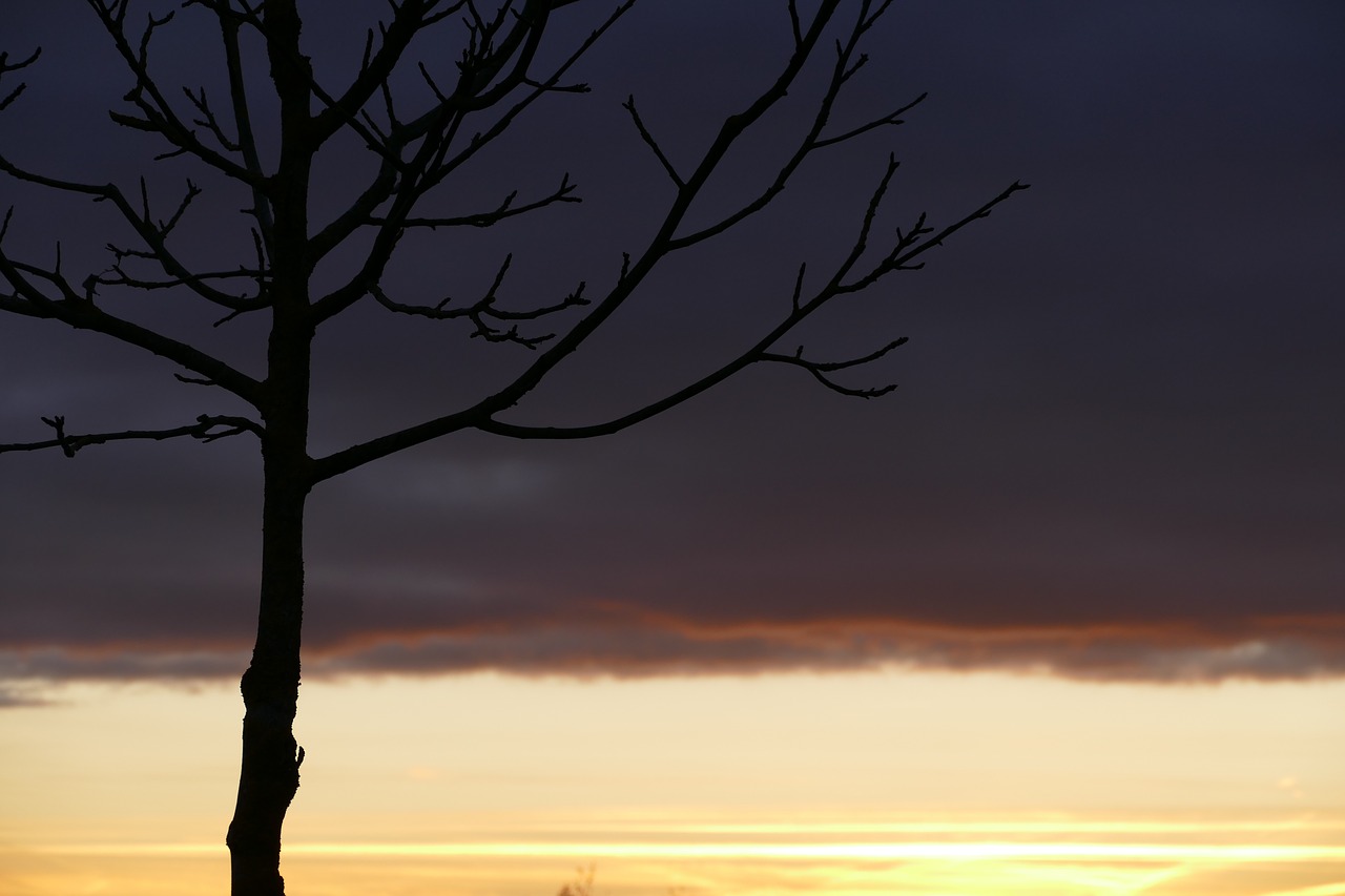 silhouette nature sunset free photo