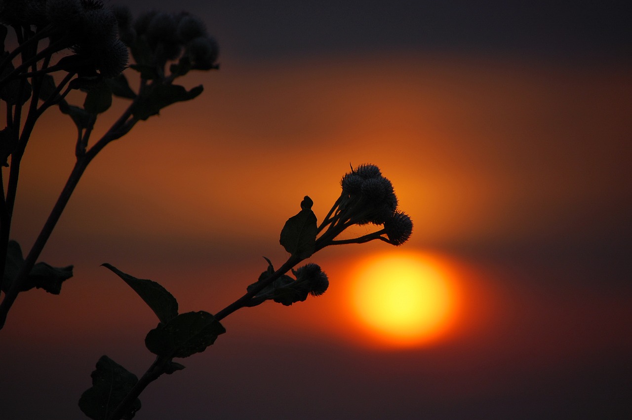 silhouette  sunset  with backlight free photo