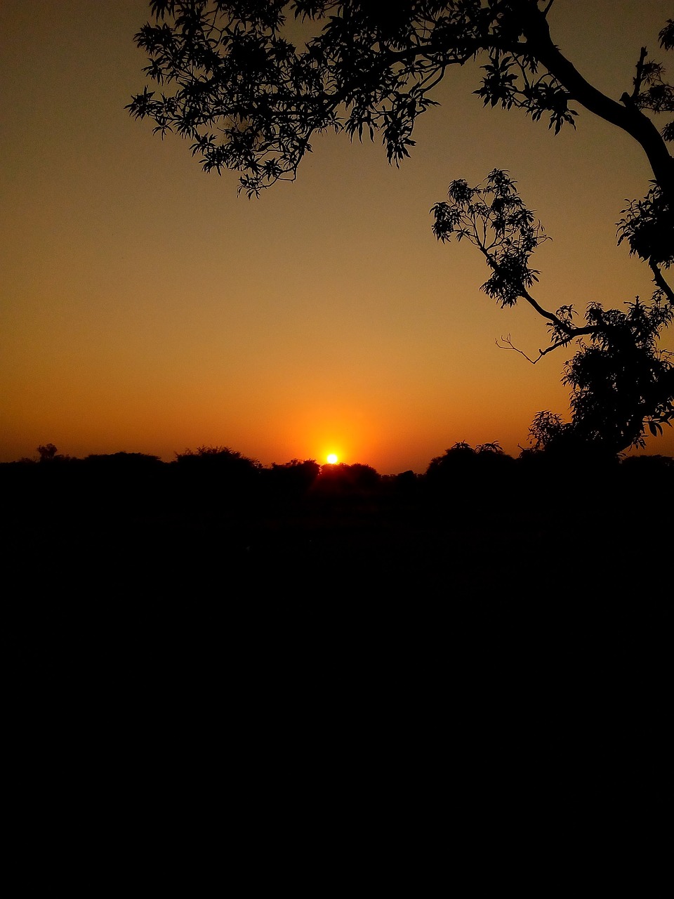 silhouette  sunset  tree free photo