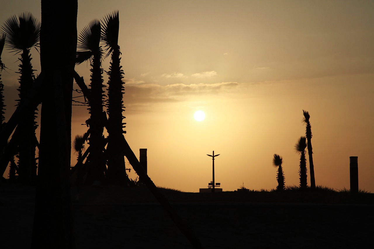 silhouette  sunset  backlit free photo