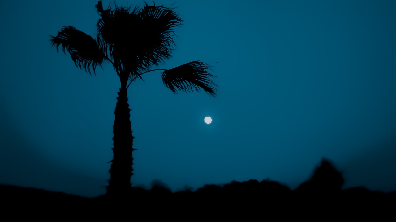 silhouette  palm tree  sky free photo
