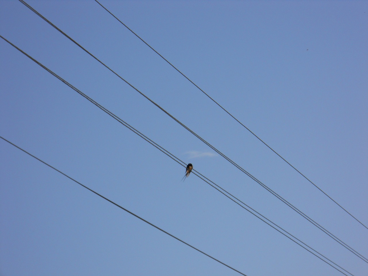silhouette bird wire free photo