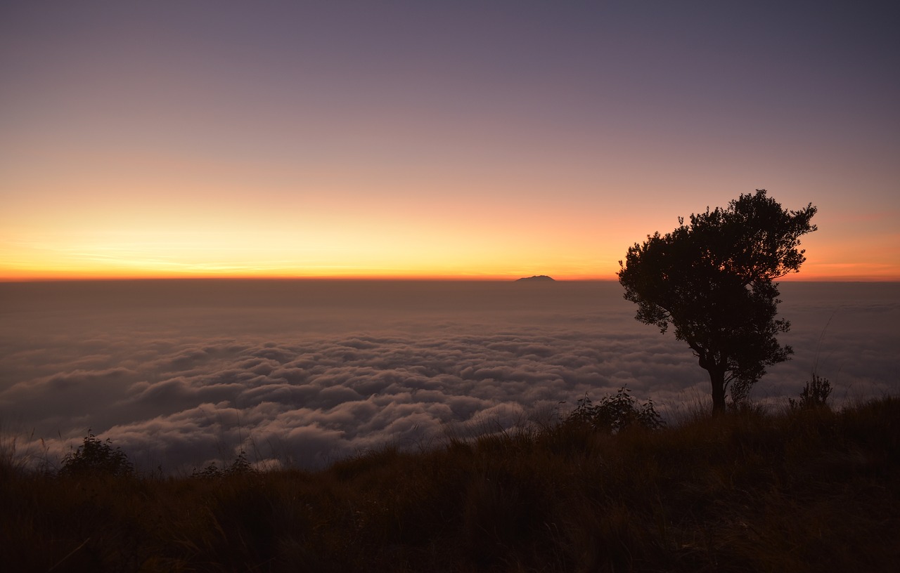 silhouette  tree  sunrise free photo